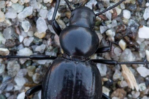 Réf. 244 531 : Tentyria ramburi